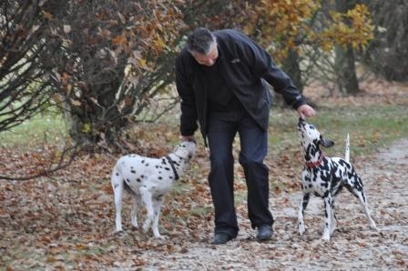 Deutsche-Politik-News.de | Ein Spaziergang mit Hunden entspannt Hund und Halter - aber fr den Fall der Flle sollte man gerstet sein