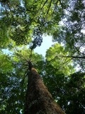 Deutsche-Politik-News.de | Der Stifterwald ermglicht jeden, sich einfach und direkt an der Tropenwald-Aufforstung zu beteiligen