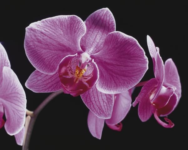 China-News-247.de - China Infos & China Tipps | Orchideen sind als Mini-Pflanze sehr beliebt