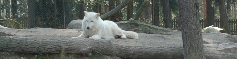 Deutsche-Politik-News.de | Wolf Wildpark Lneburg 2012