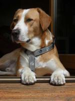 Hunde Infos & Hunde News @ Hunde-Info-Portal.de | Foto: Ein Leben fr die Hunde.