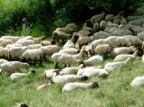 Landwirtschaft News & Agrarwirtschaft News @ Agrar-Center.de | Foto: Schafe suchen schon bei wesentlich niedrigeren Temperaturen als jetzt Schattenpltze auf.