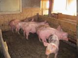 Landwirtschaft News & Agrarwirtschaft News @ Agrar-Center.de | Foto: Lange Schwnze bei Schweinen ist das Ziel.