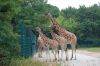 Tierpark-Berlin-Friedrichsfelde-2013-130810-DSC_0611.jpg